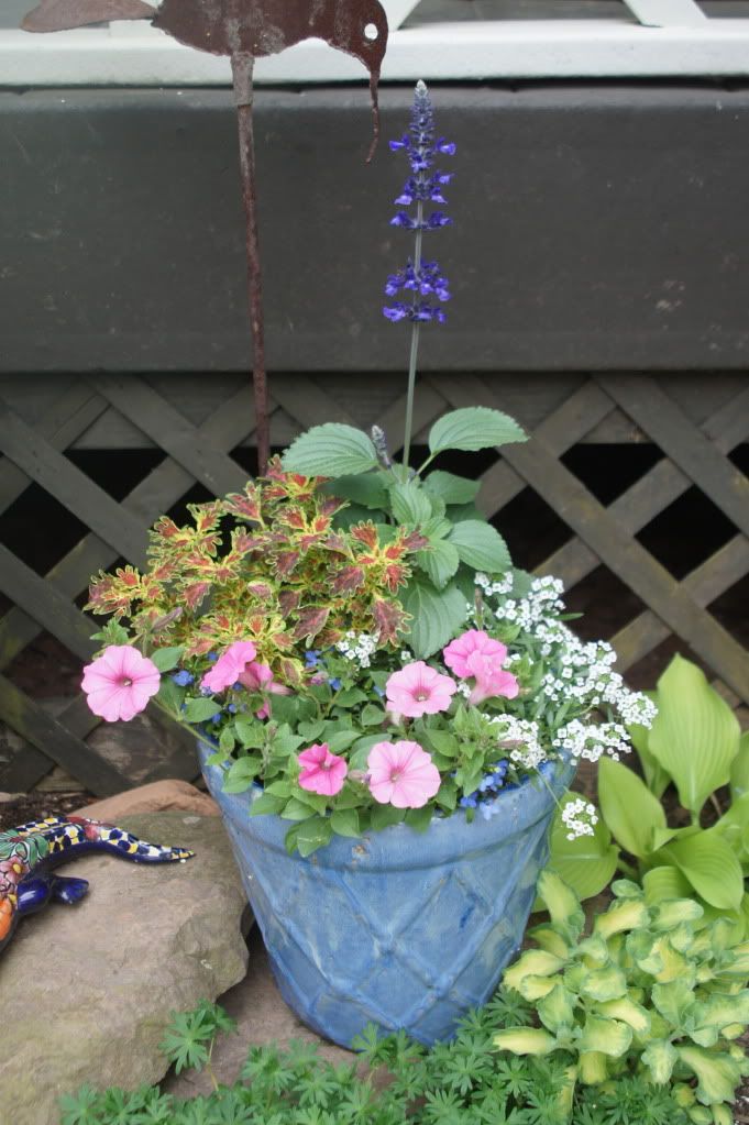 blue ceramic pot, annual blue salvia, coleus, lobelia, pink million bells, white filler